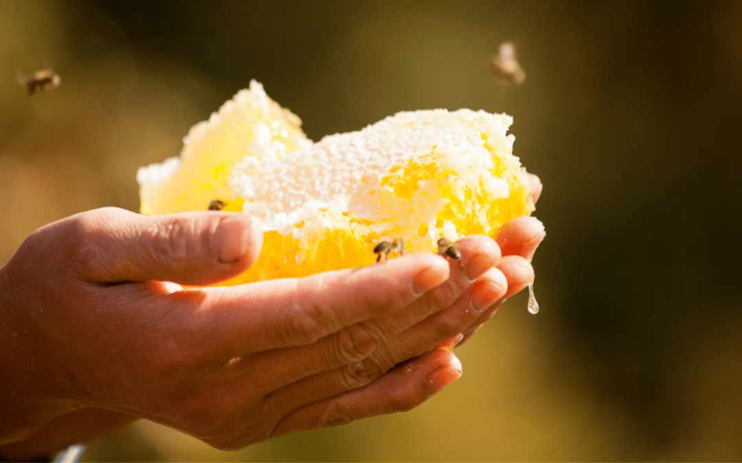 Rückblick auf Bienen und Imker 2023