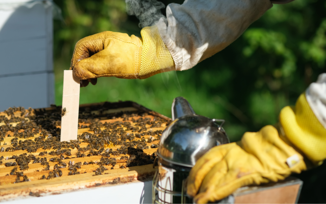 Können Bienen Krankheiten übertragen?