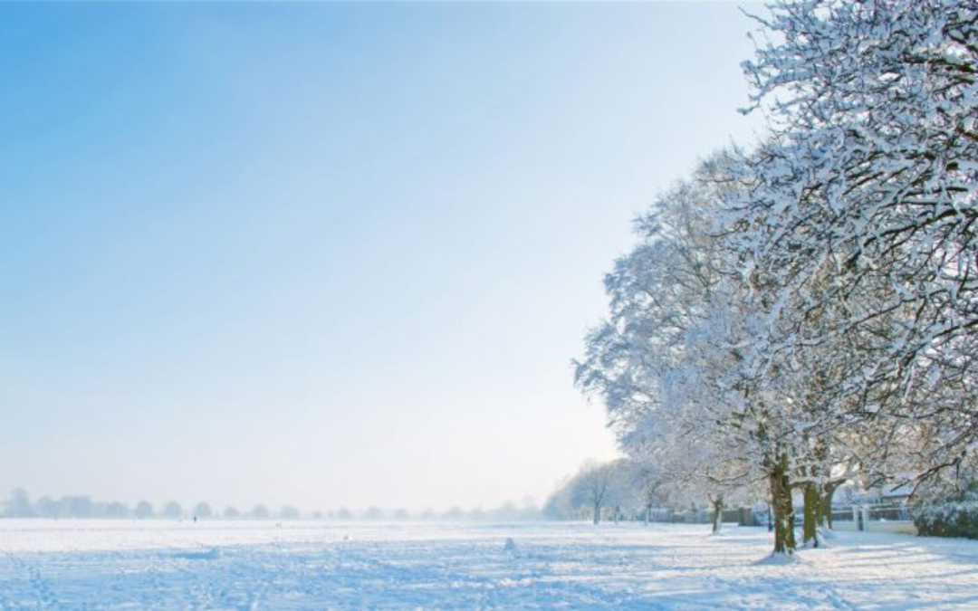 Wildbienen im Winter
