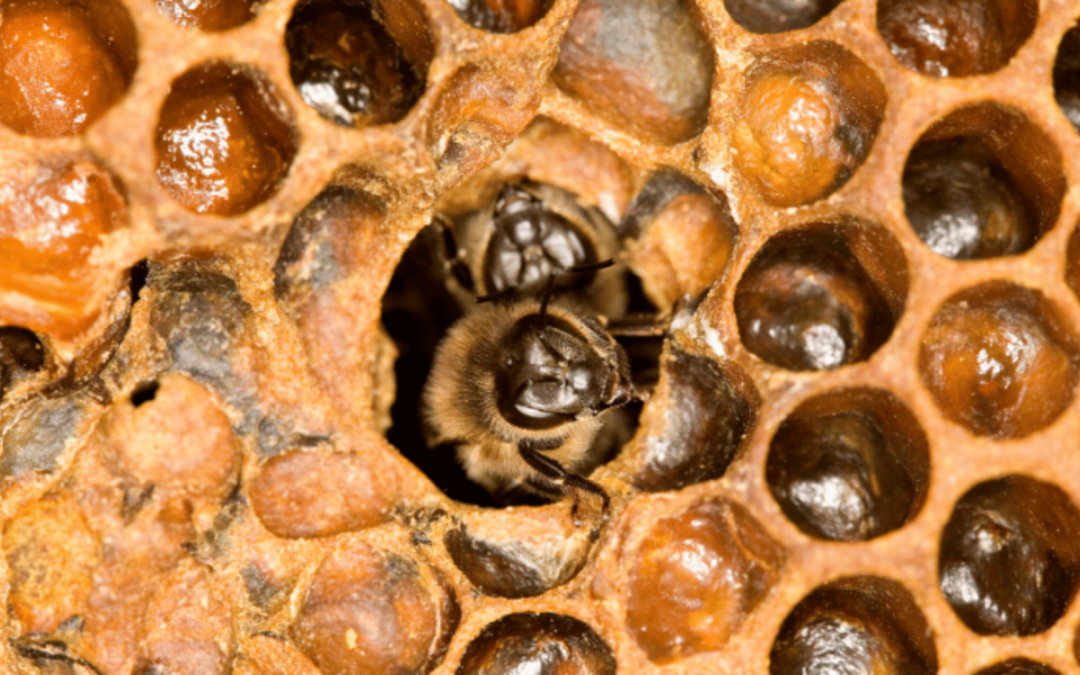 Was sind Kuckucksbienen?