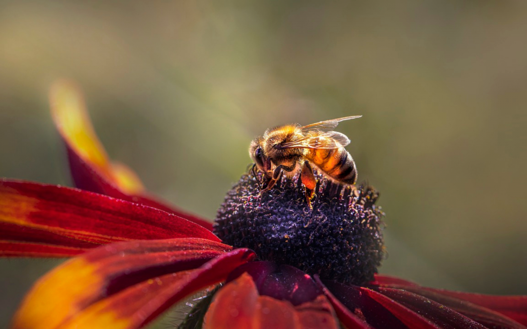 Bienengift – Welchen Nutzen hat es tatsächlich und wie wird es gewonnen?