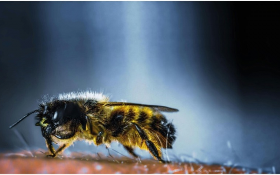 Was ist der Unterschied zwischen einem Bienen-, Hornissen- und Wespenstich?
