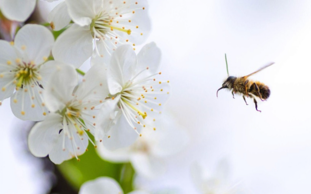 10 faszinierende Fakten über Wildbienen