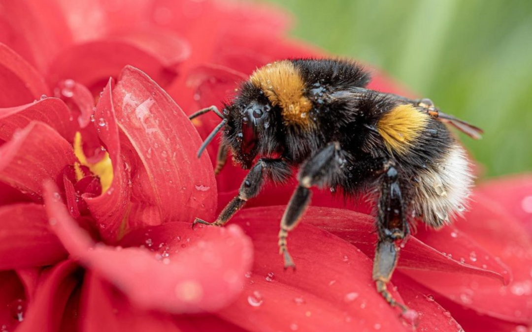 10 unglaubliche Fakten über Hummeln