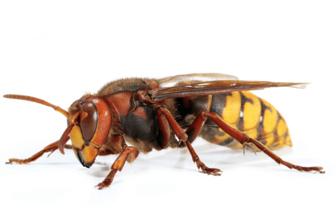 Hornissenarten in Deutschland