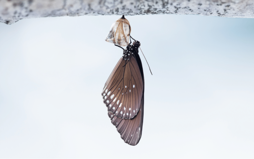 Wie überwintern Hummeln und andere Insekten?