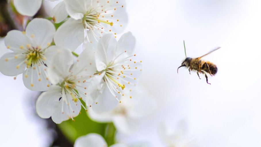 Foto einer Wildbiene im Flug 