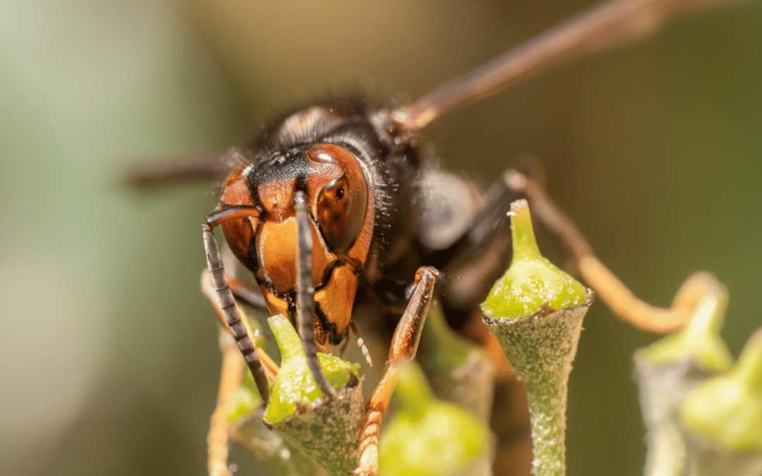 Was zieht Hornissen an? – Nahrung und Lebensraum