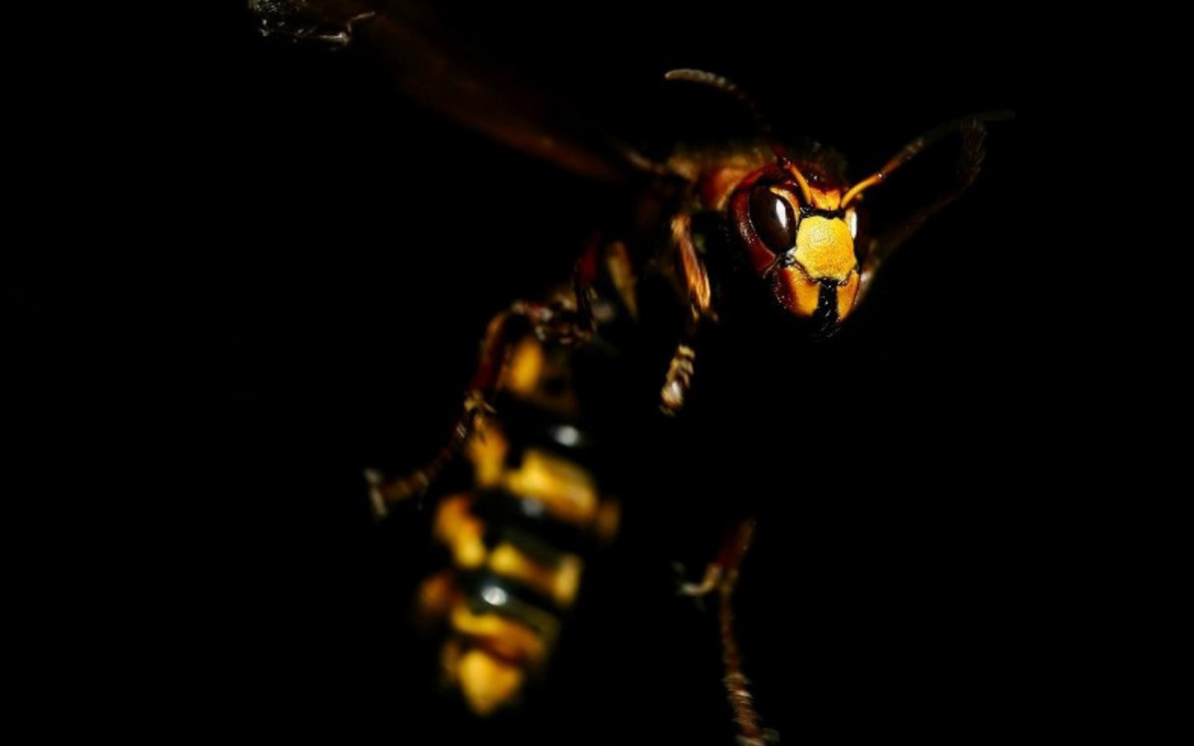 10 faszinierende Fakten über Hornissen