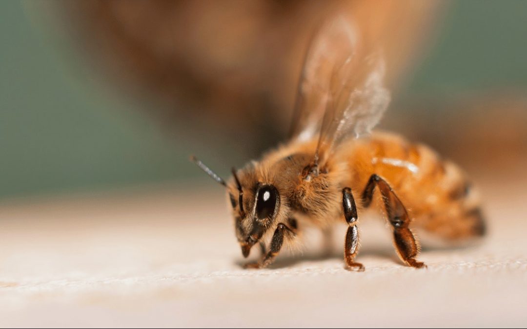 Bekannte Bienenforscher