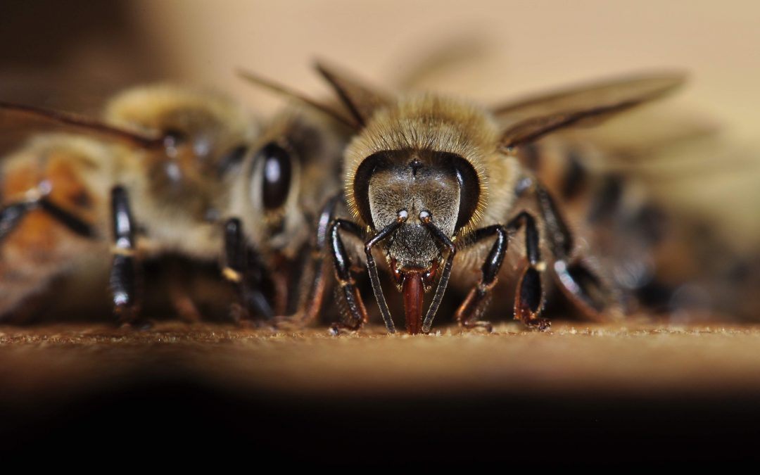 Auswirkungen von Bienengift auf den menschlichen Körper