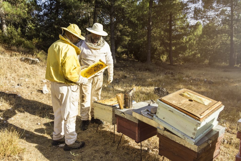 Bild von zwei Imkern die an einem Bienenstock stehen