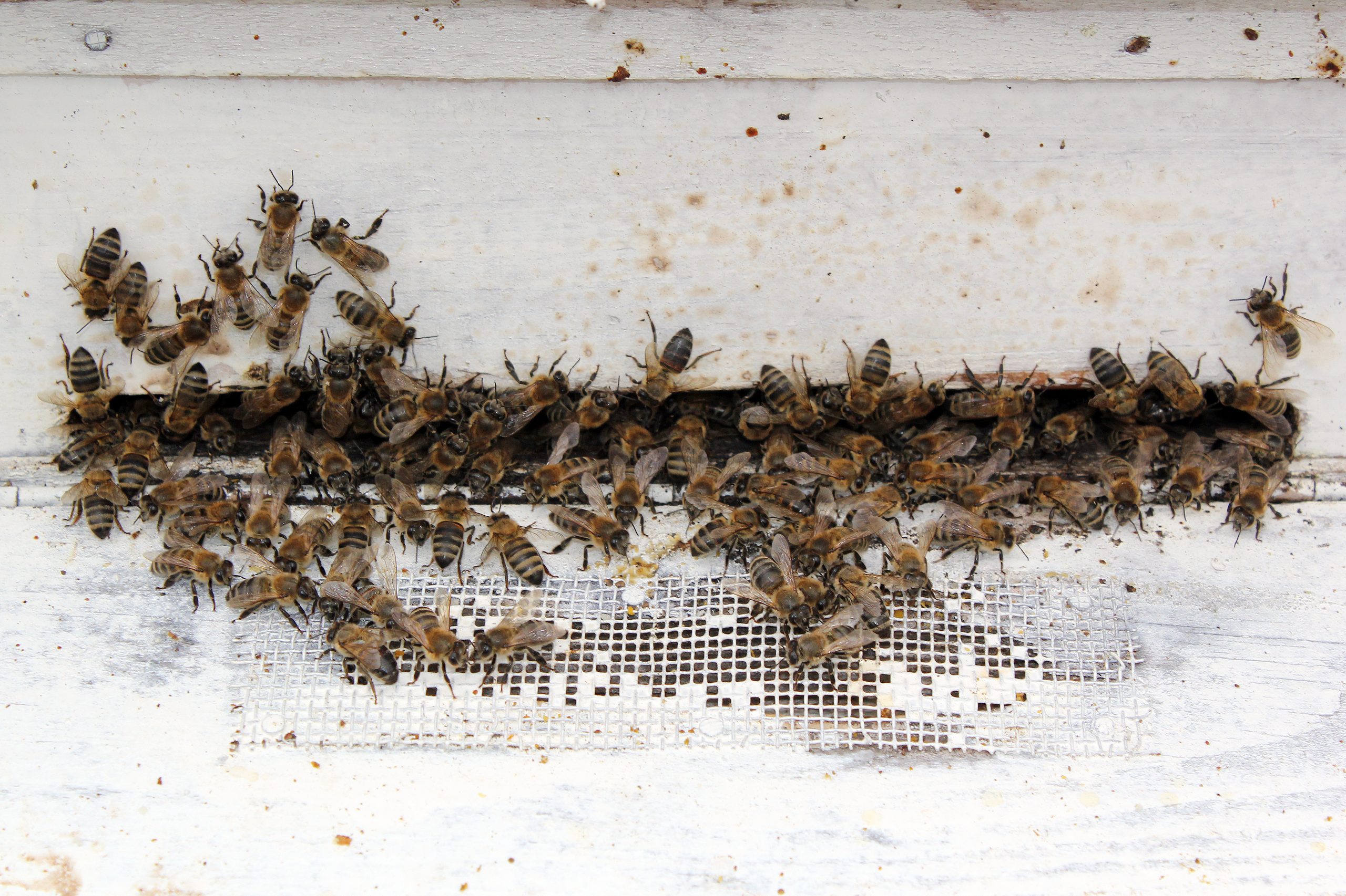 Welt ohne Bienen_Bienengesundheit Bild von Bienen die an einer Wand sitzen