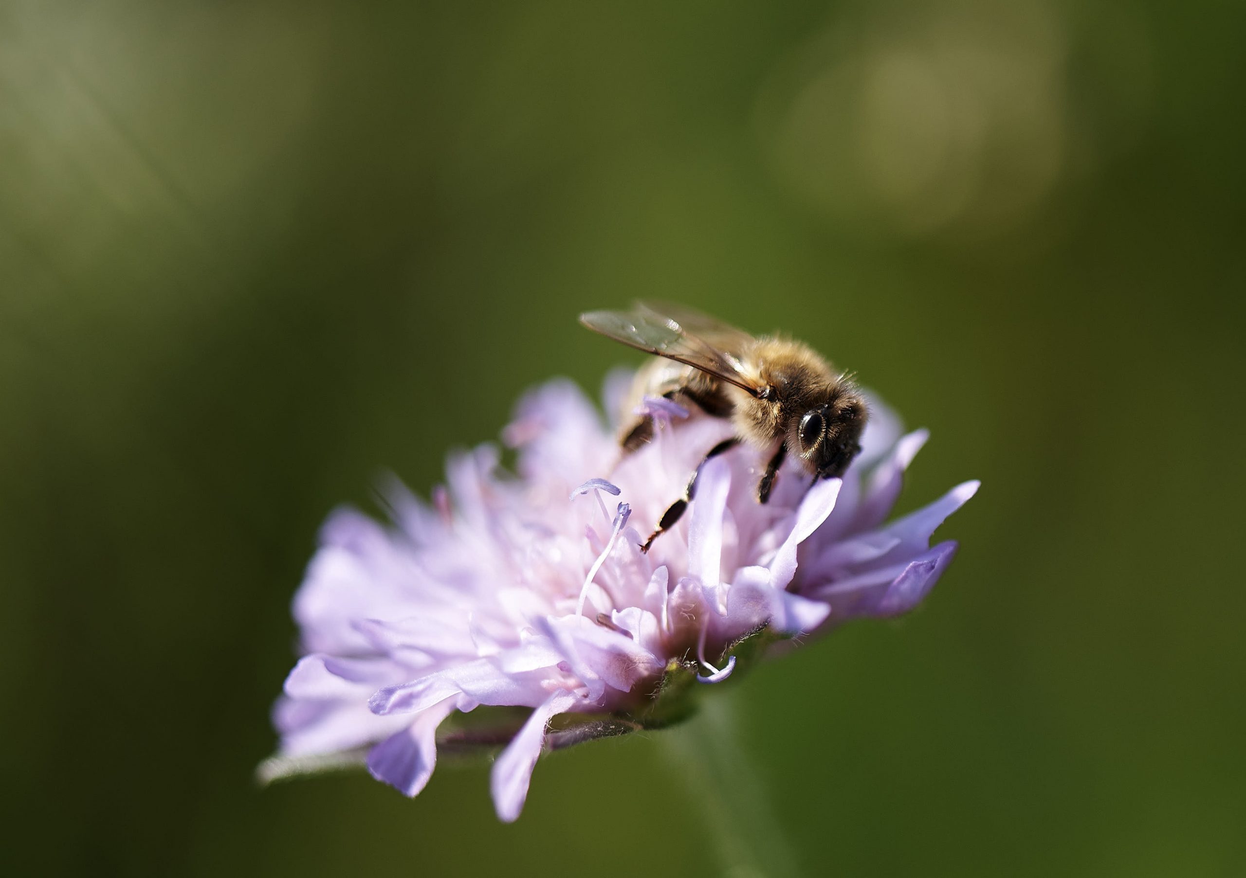 Biene sitzt auf einer Blume