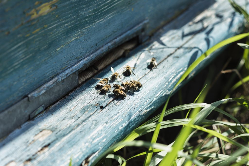Nahaufnahme von Bienen auf einem hölzernen Stock