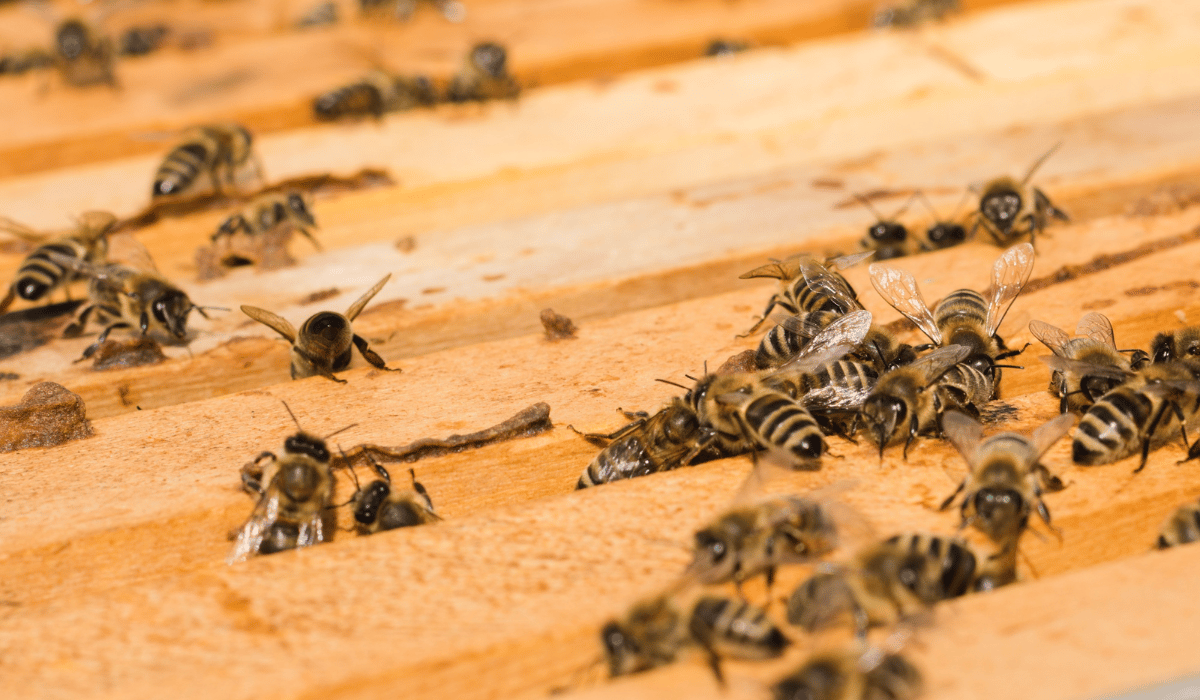 Bienen auf Bienenstock