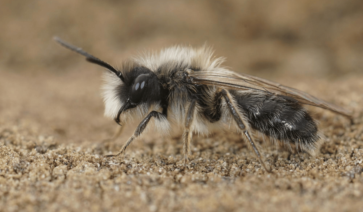 Wildbiene auf Sand