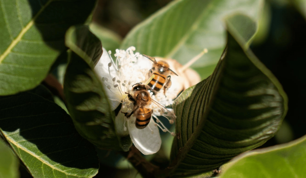 zwei Bienen auf Blüte