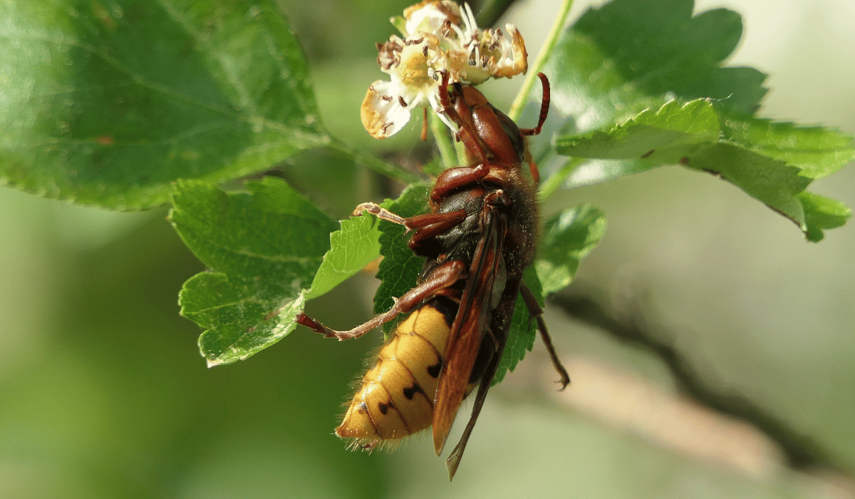 Hornisse sitzt an einer Blüte