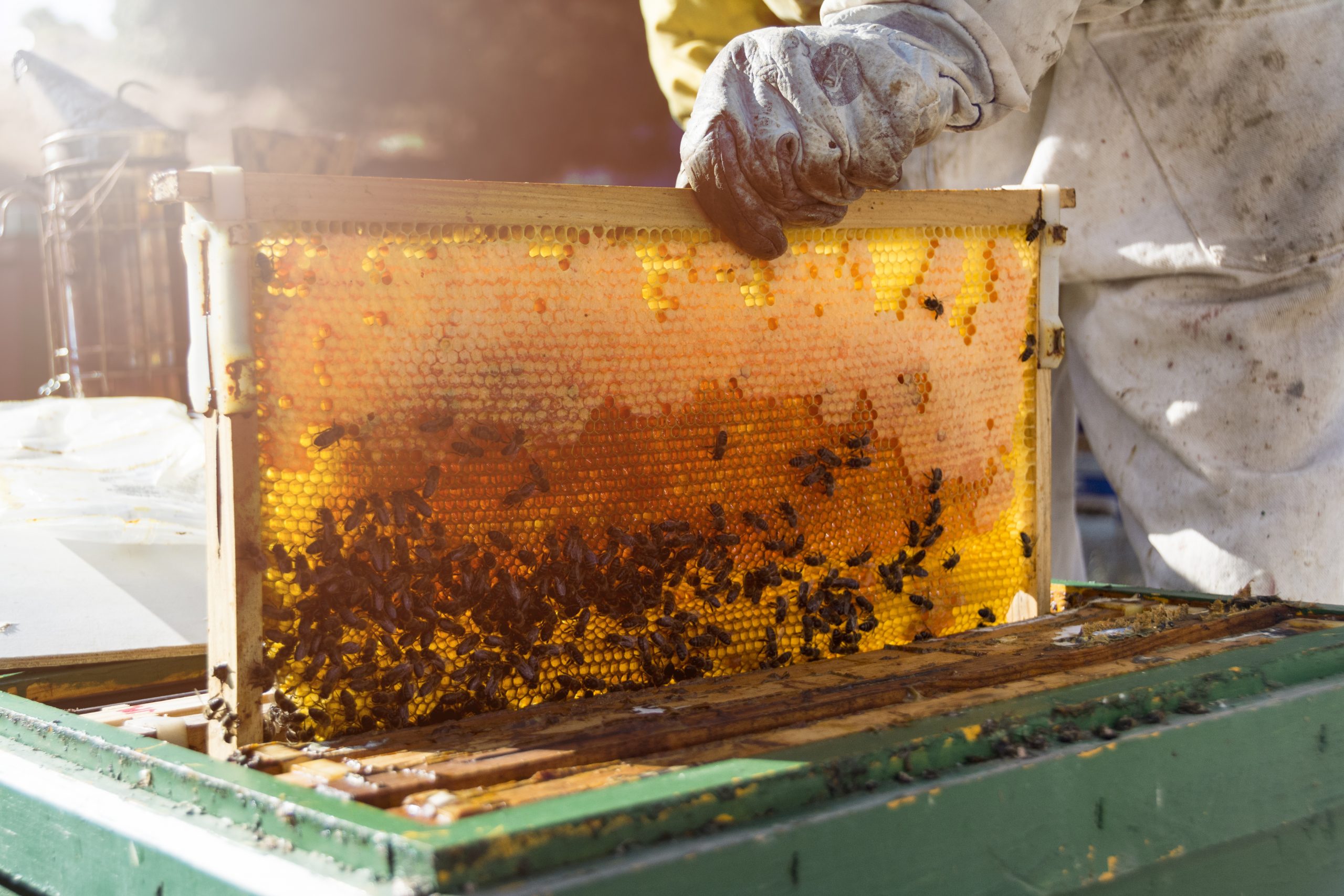 Sind Imker versichert?_Bienengesundheit Honigwabe wird aus Bienenstock geholt