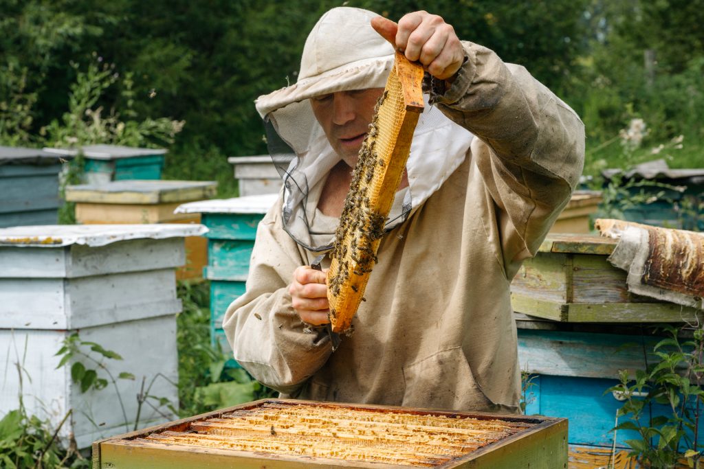 Ein Imker arbeitet mit den Bienen im Bienenstand.