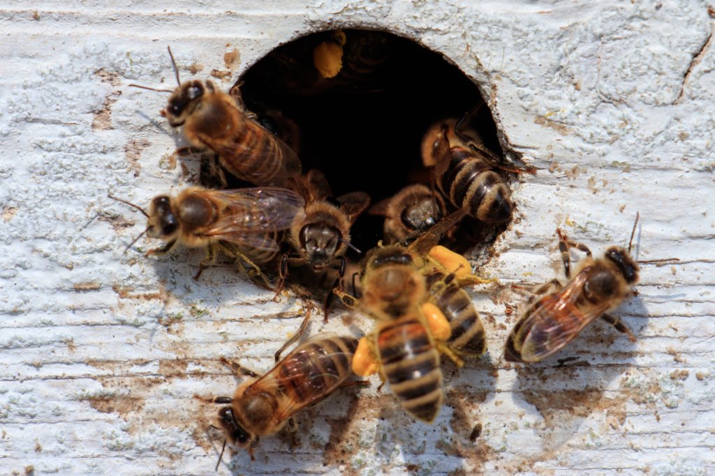 Eine Nahaufnahme von Honigbienen, die bei Tageslicht im Sonnenlicht aus einem Loch in einer Holzoberfläche herausfliegen.
