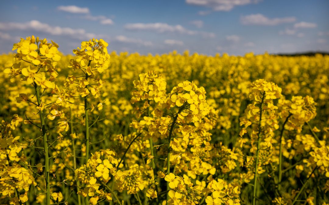 Bienen steigern Raps-Erträge