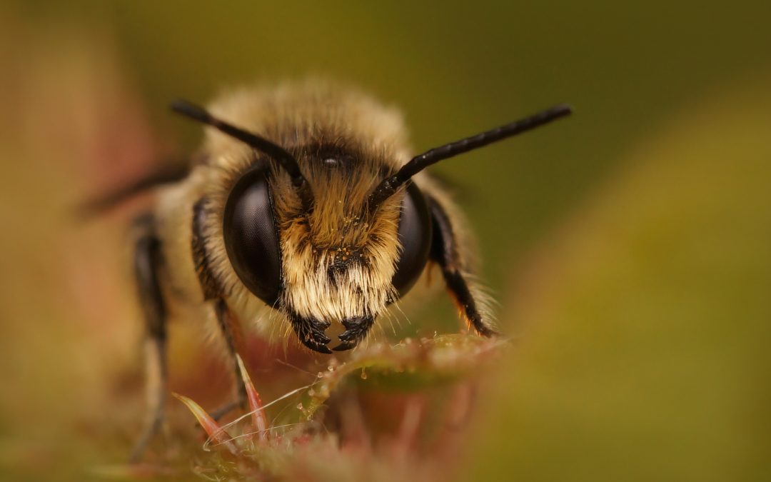 Überwinterung von Wildbienen