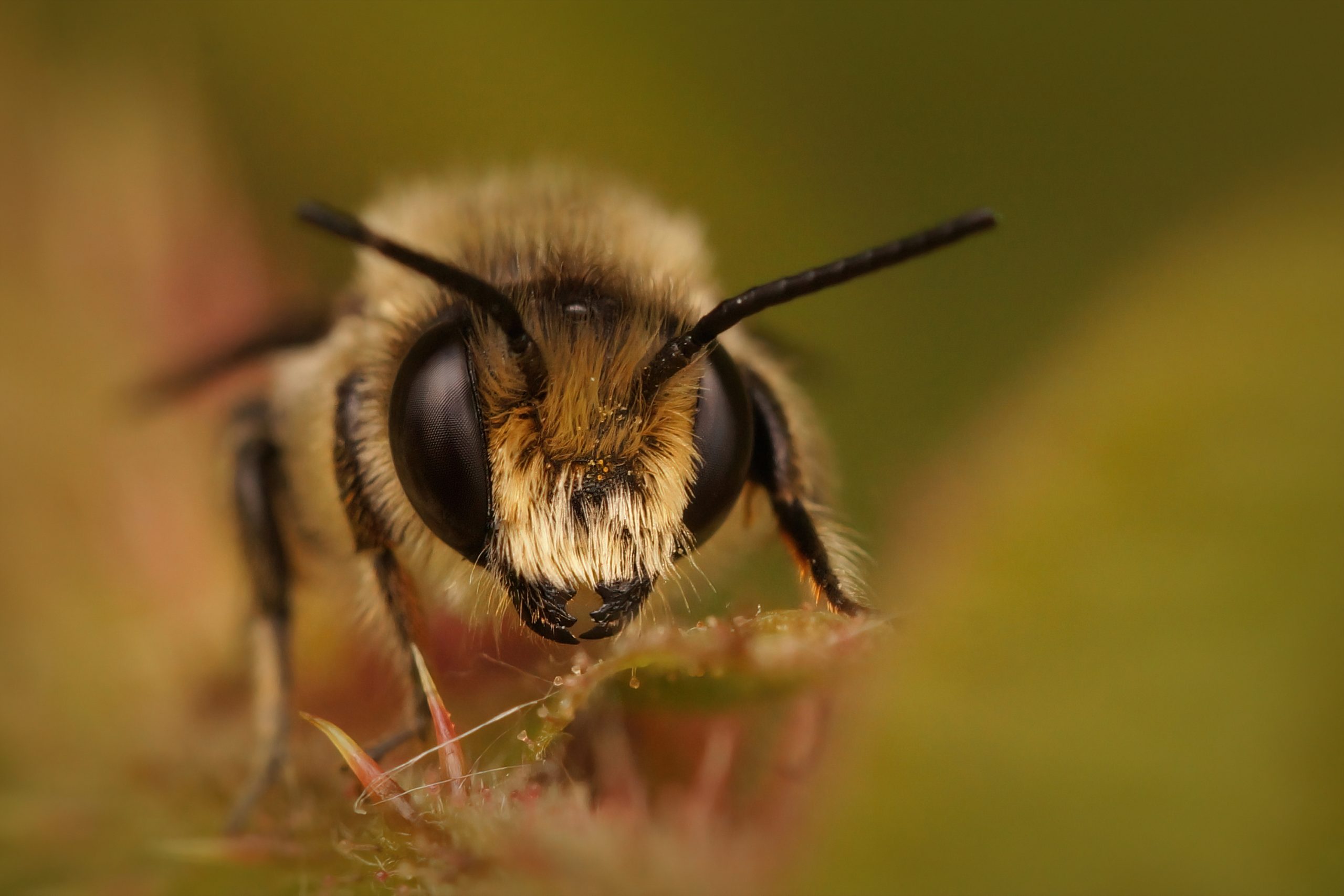 Wildbienen im Winter Nahaufnahme einer Wildbiene