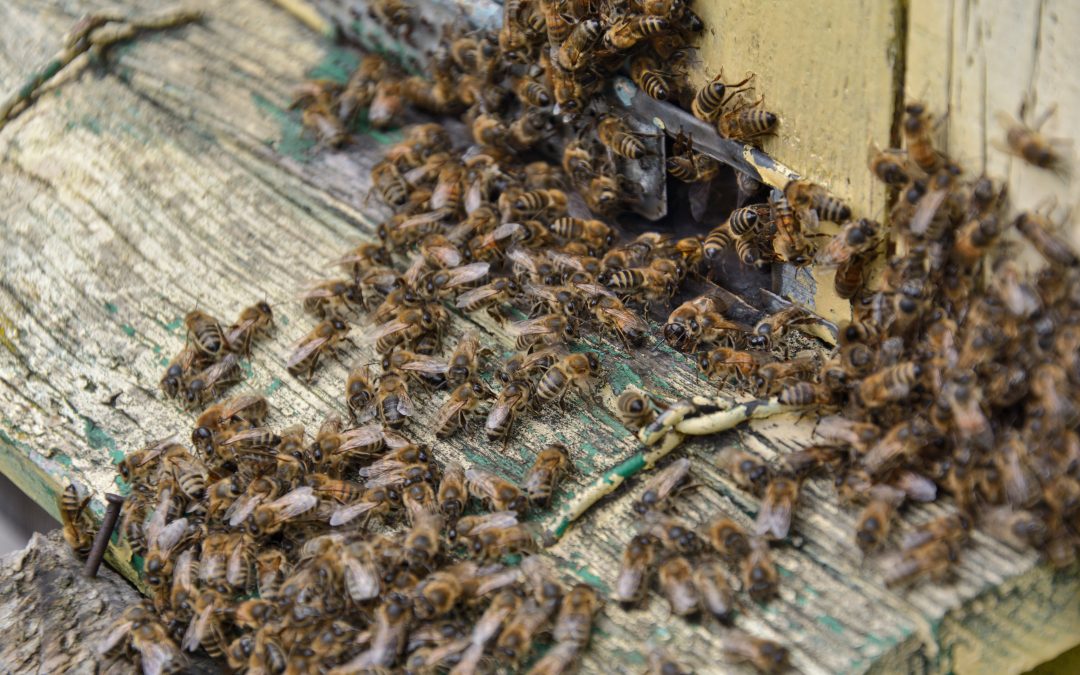 Weiselloses Bienenvolk – Ursachen, Anzeichen und Maßnahmen
