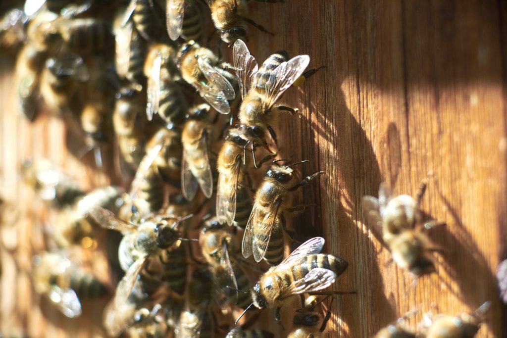 Nahaufnahme von arbeitenden Honigbienen am Bienenstock im Bienenstand