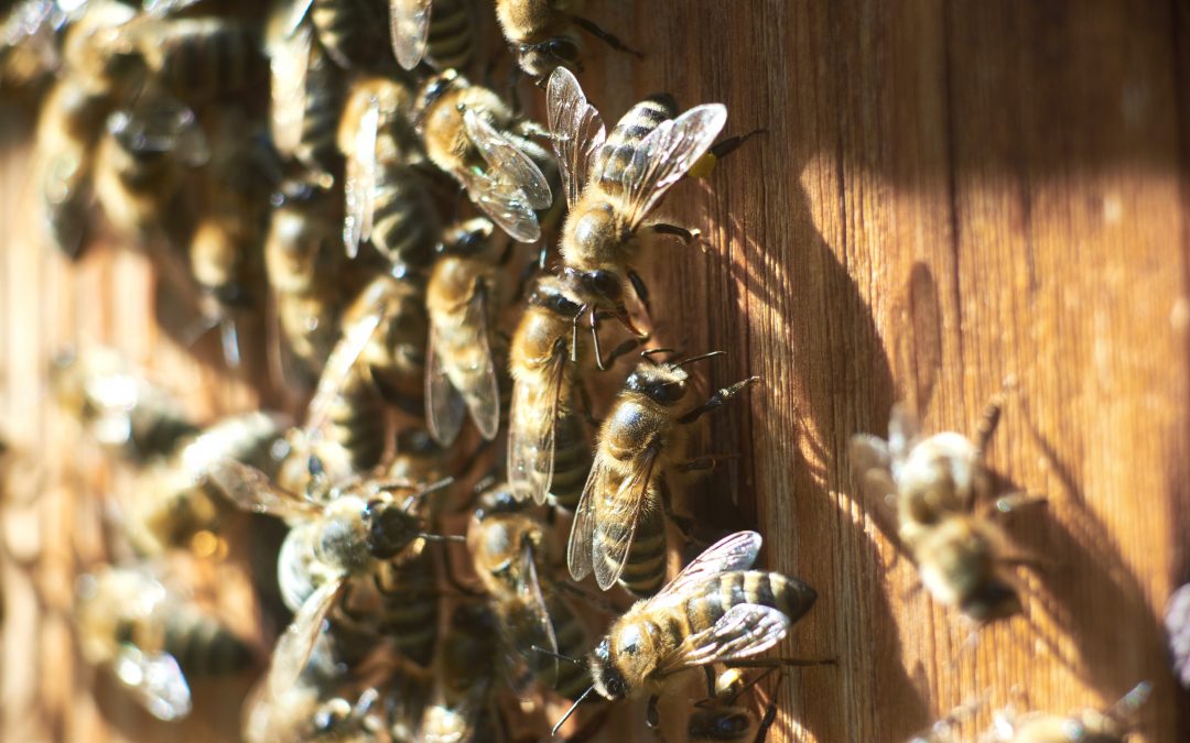 Warum knabbern Wespen und Bienen am Holz?