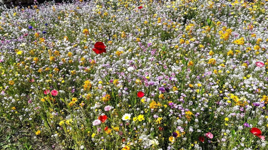 Bild von einer Blumenwiese mit Wildblumen