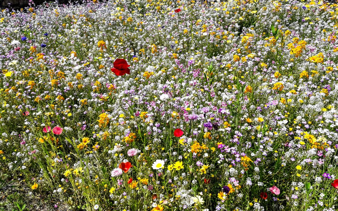 Effektive Wege, wie Pflanzen Bienen anlocken