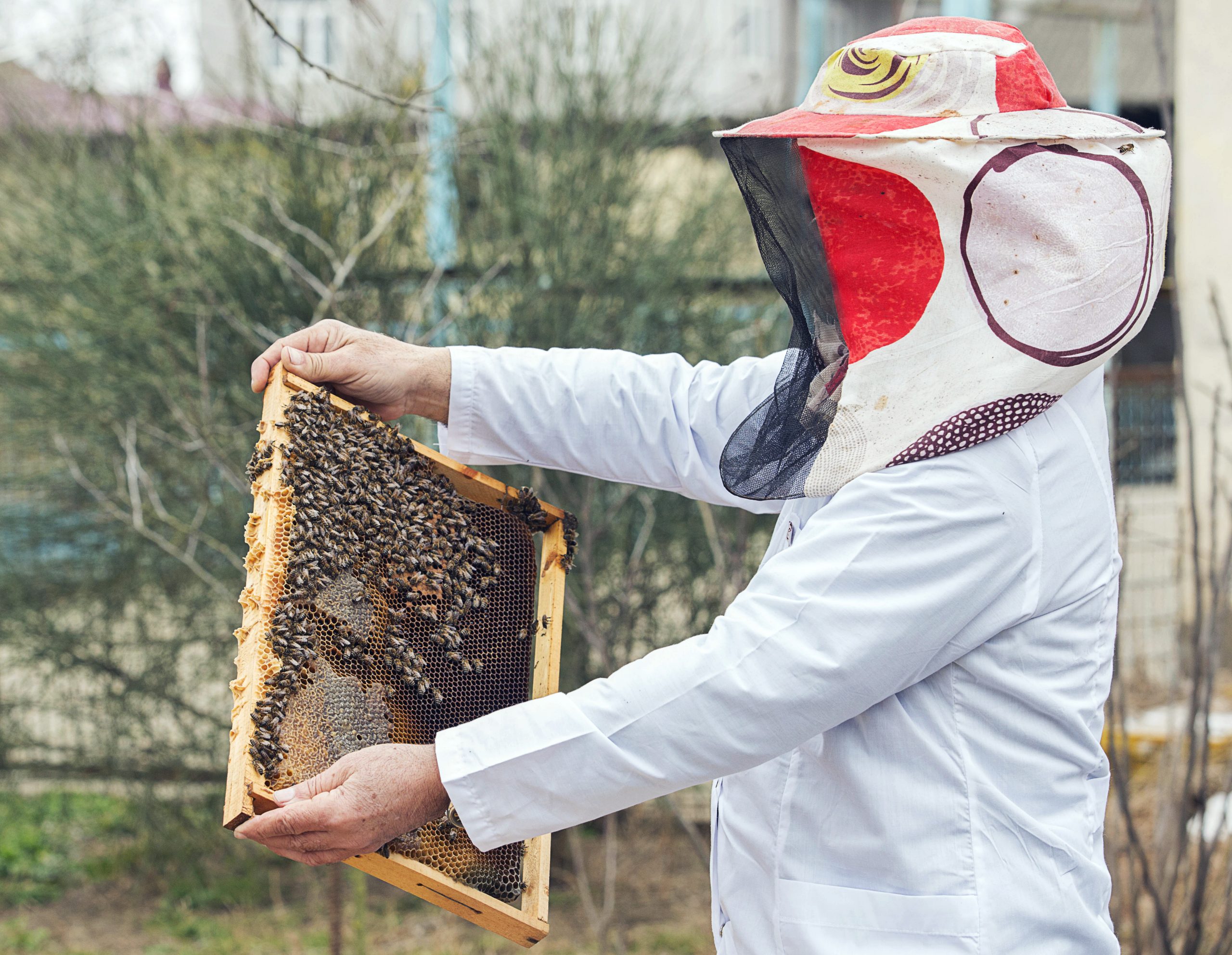 Imker entfernt den Honig aus den Bienenwaben