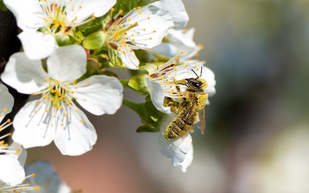 Bienenpatenschaft – Wie funktioniert sie und lohnt sich das?