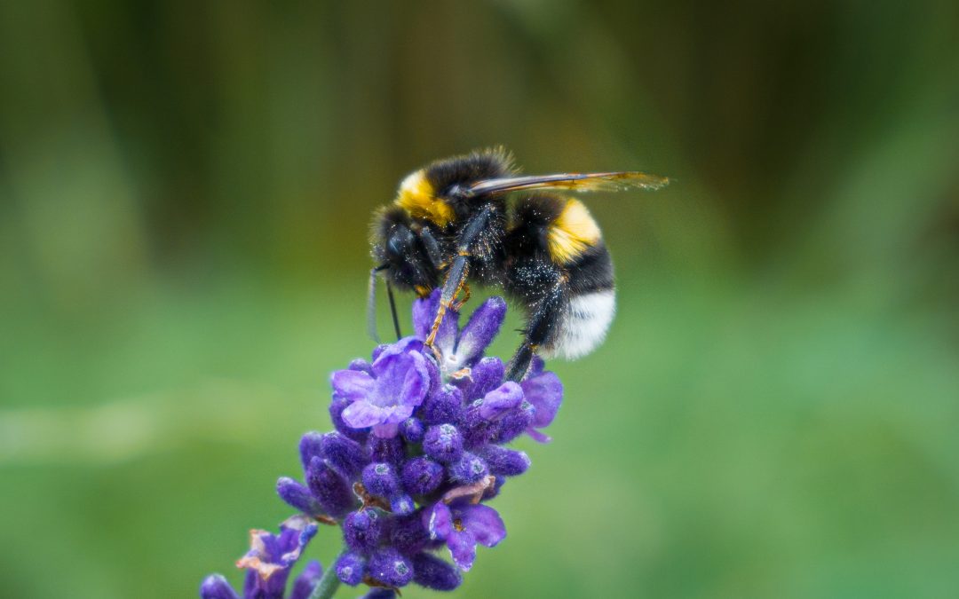 Hummeln – Bestäuber für Gewächshäuser