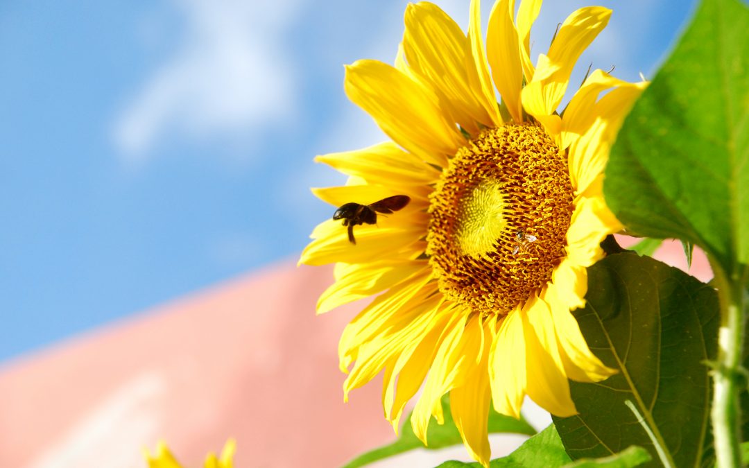 Gefahren für Bienen im Sommer