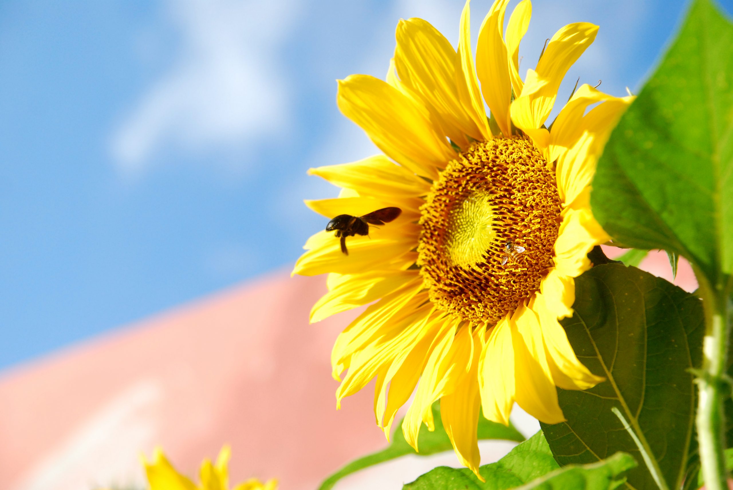 Bienen im Hochsommer_Bienengesundheit Bienen sammeln Nektar auf Blüten im Sommer bei Hitze