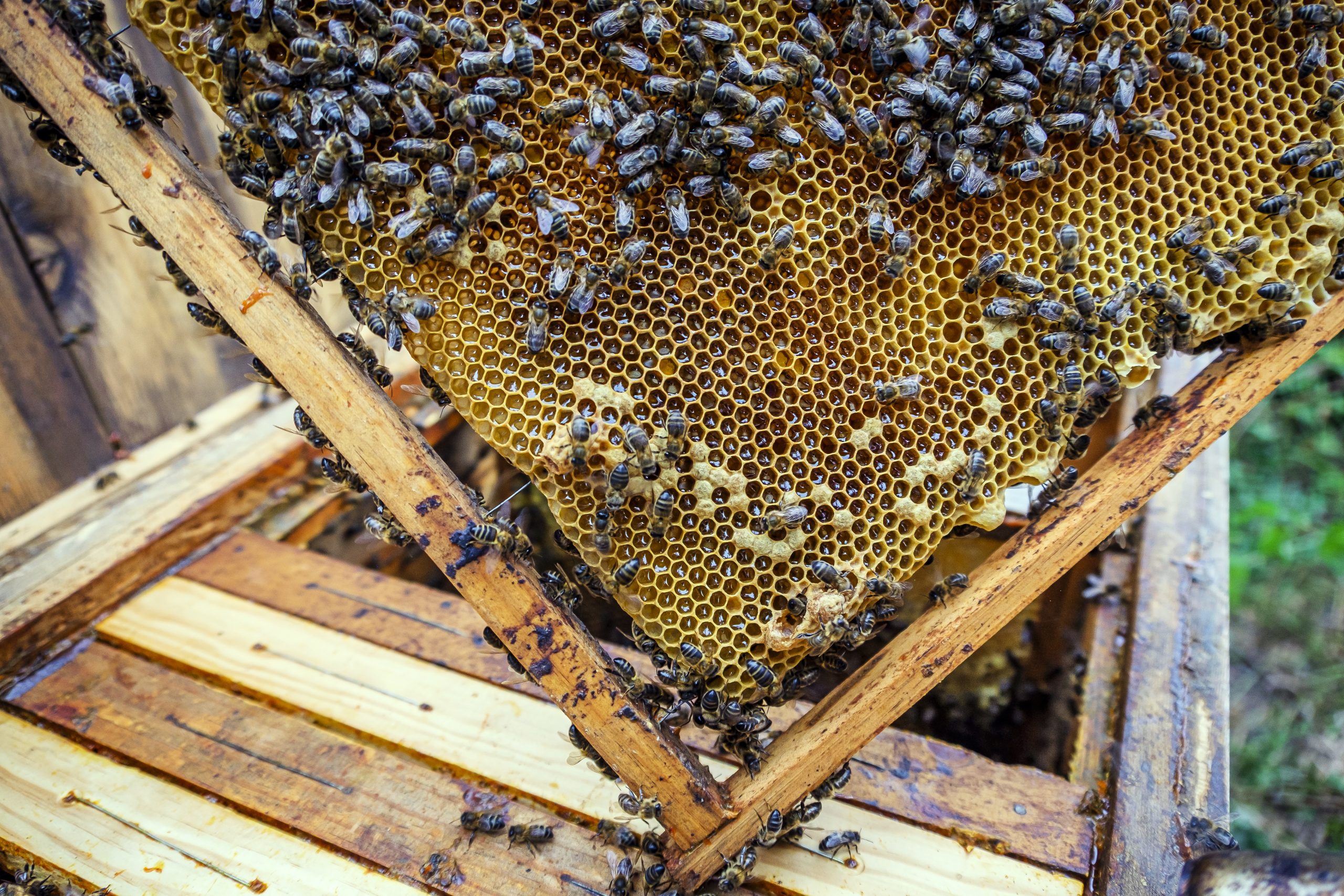 Bienen und Hitzestress_Bienengesundheit