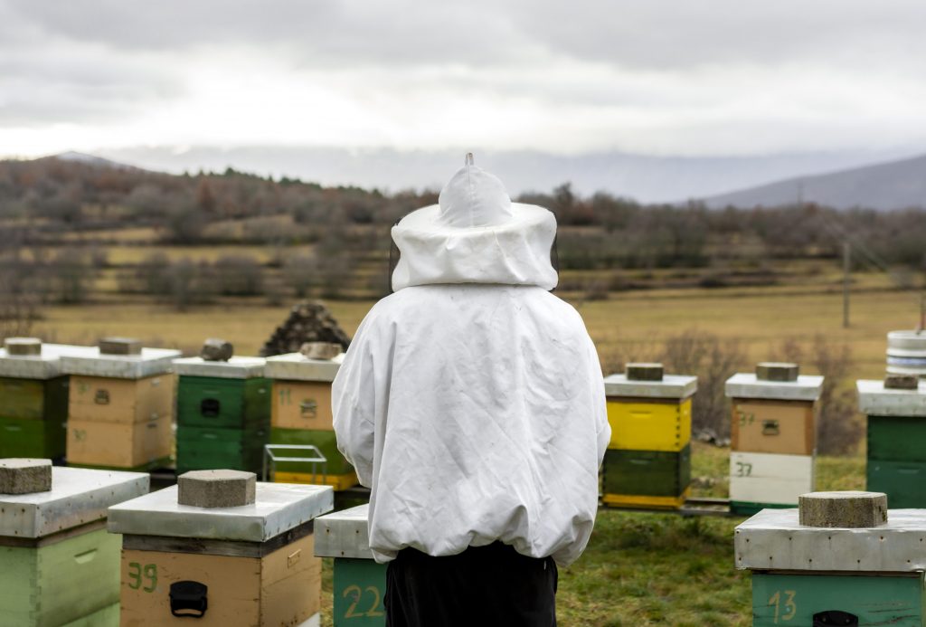 Imker überprüft Bienenstock unter Einhaltung gesetzlicher Vorschriften in Sachsen-Anhalt