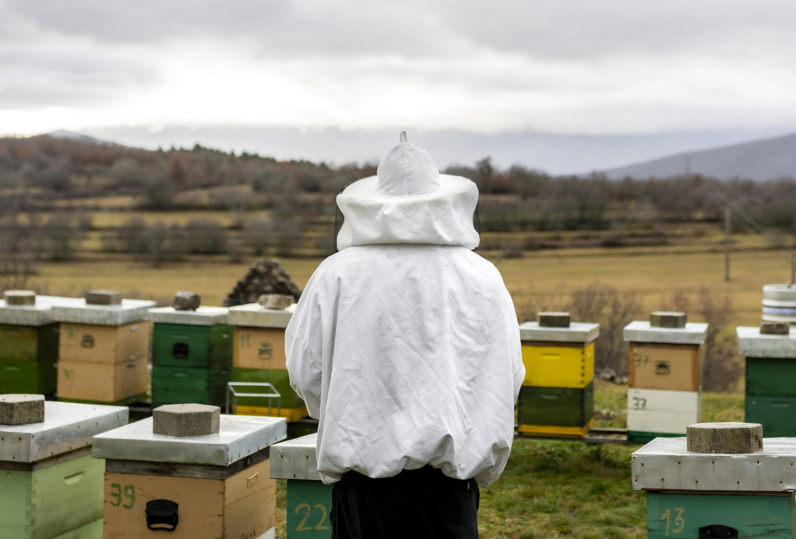 Imkerrechte in Sachsen-Anhalt Imker überprüft Bienenstock unter Einhaltung gesetzlicher Vorschriften in Sachsen-Anhalt
