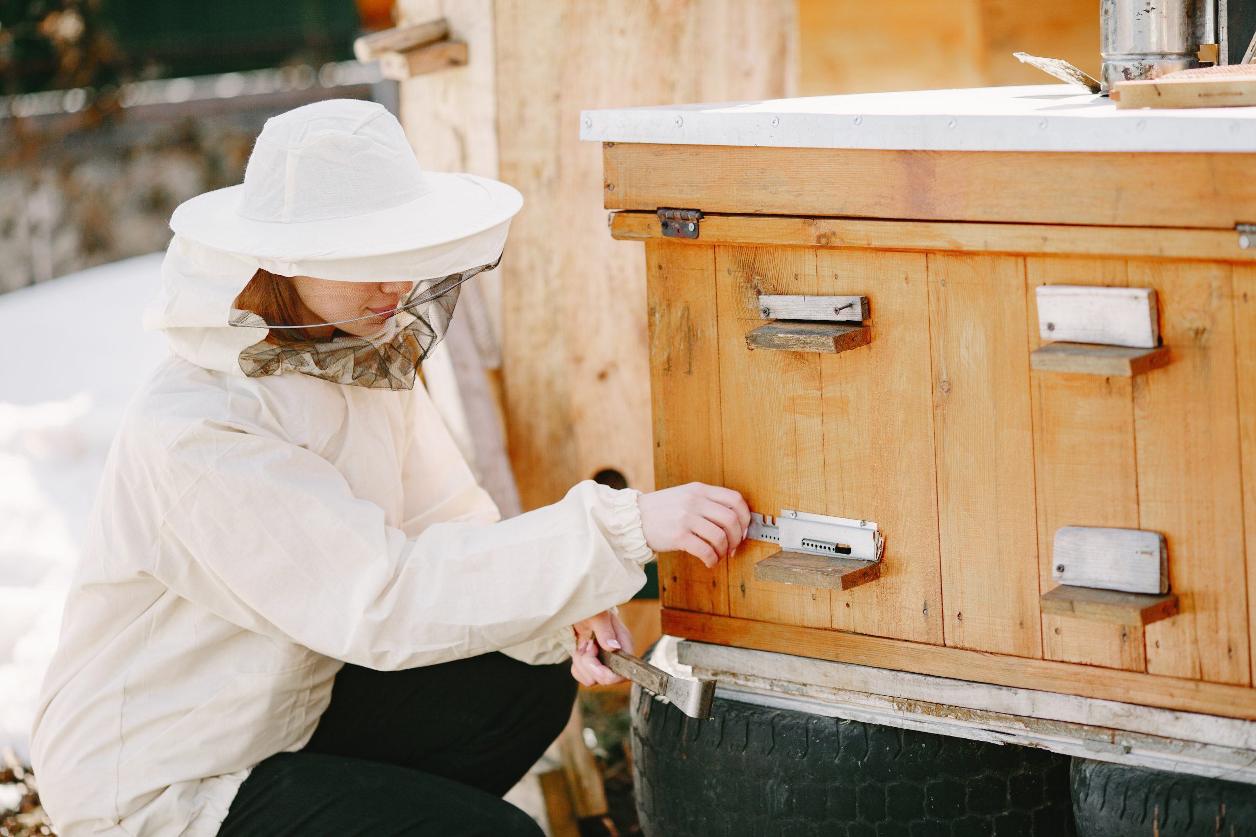 Sicherer Transport eines Bienenstocks durch einen Imker bei der Umsiedlung