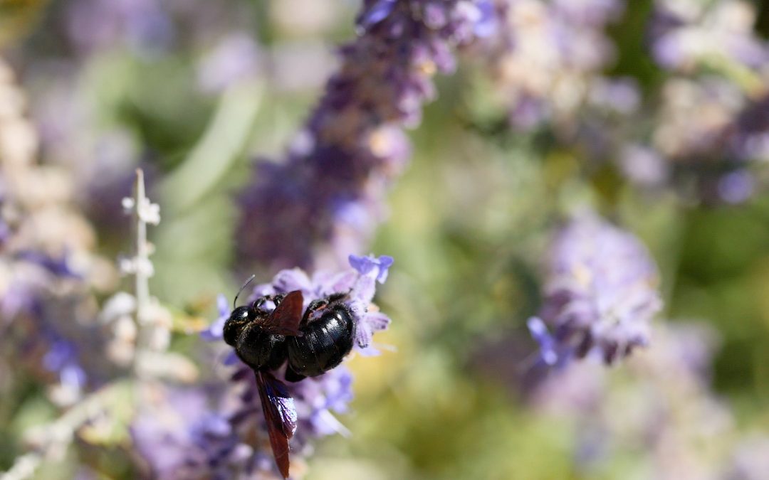 Holzbienen – Nützlinge oder Schädlinge
