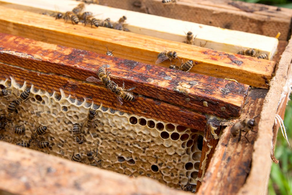 Nahaufnahme eines geöffneten Bienenstocks mit Wabenrahmen, die von Honigbienen besiedelt sind.
