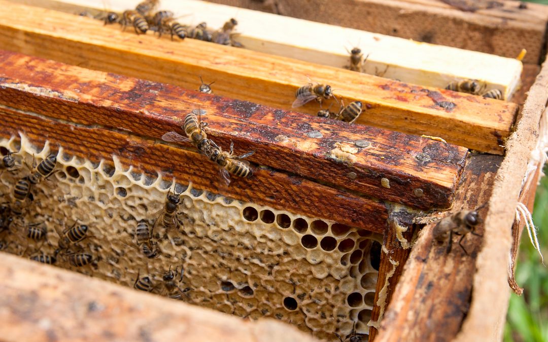 Ist Bienenkot nützlich?