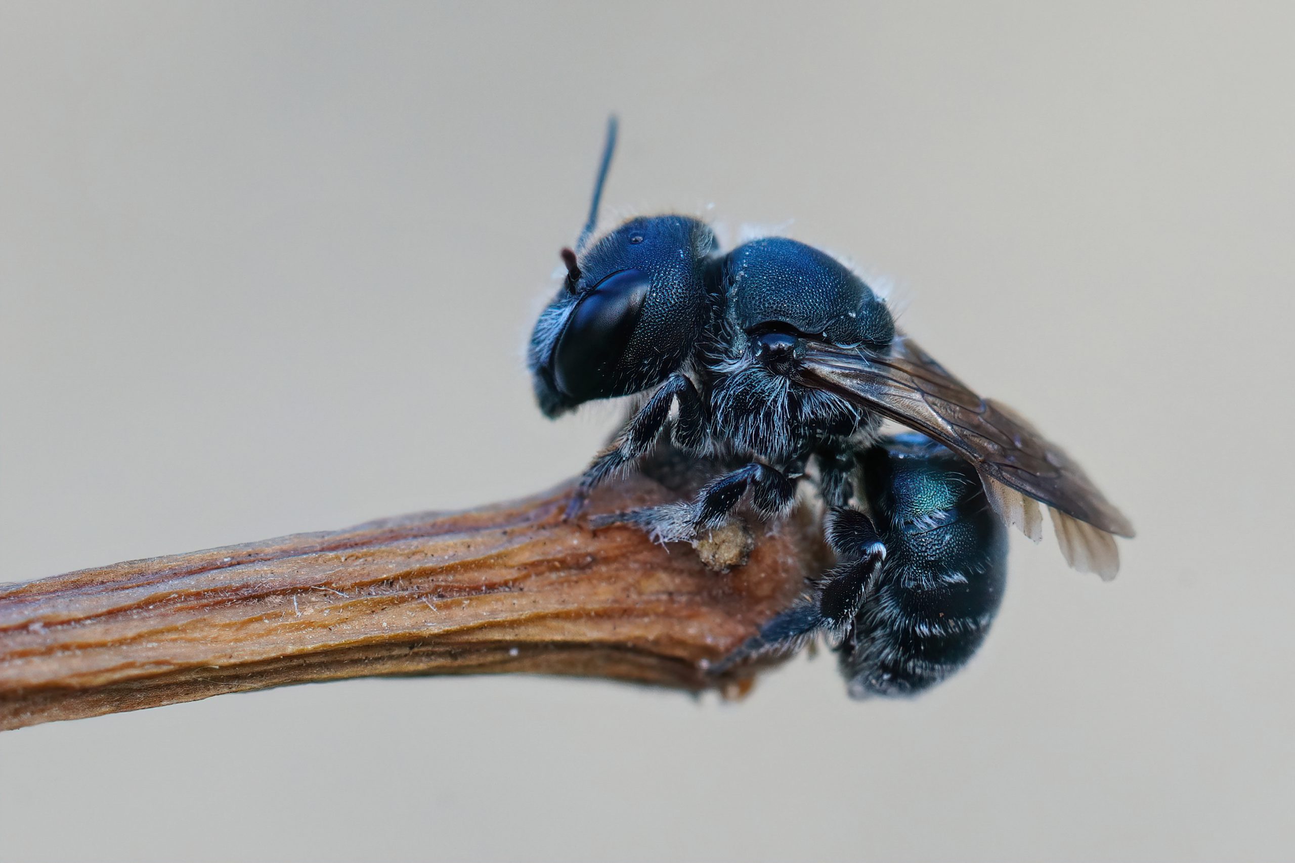Holzbienen als Nützlinge Nahaufnahme einer blauen Holzbiene auf einem Ast