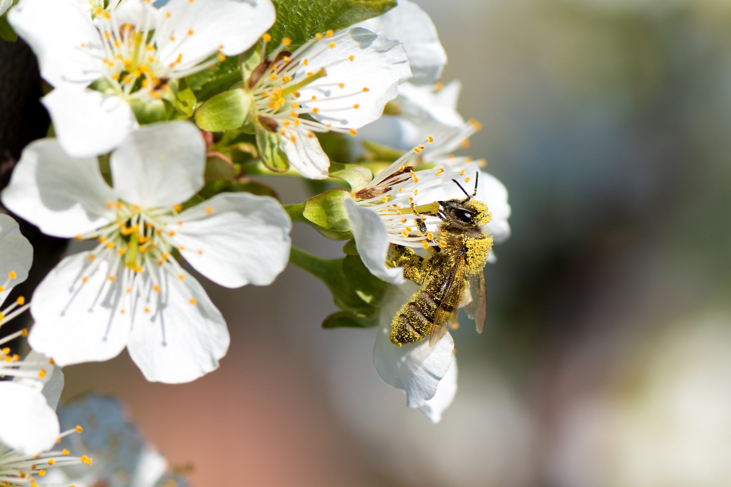 Bienen im Garten Honigbiene beim Sammeln von Pollen an einem blühenden Birnbaum.