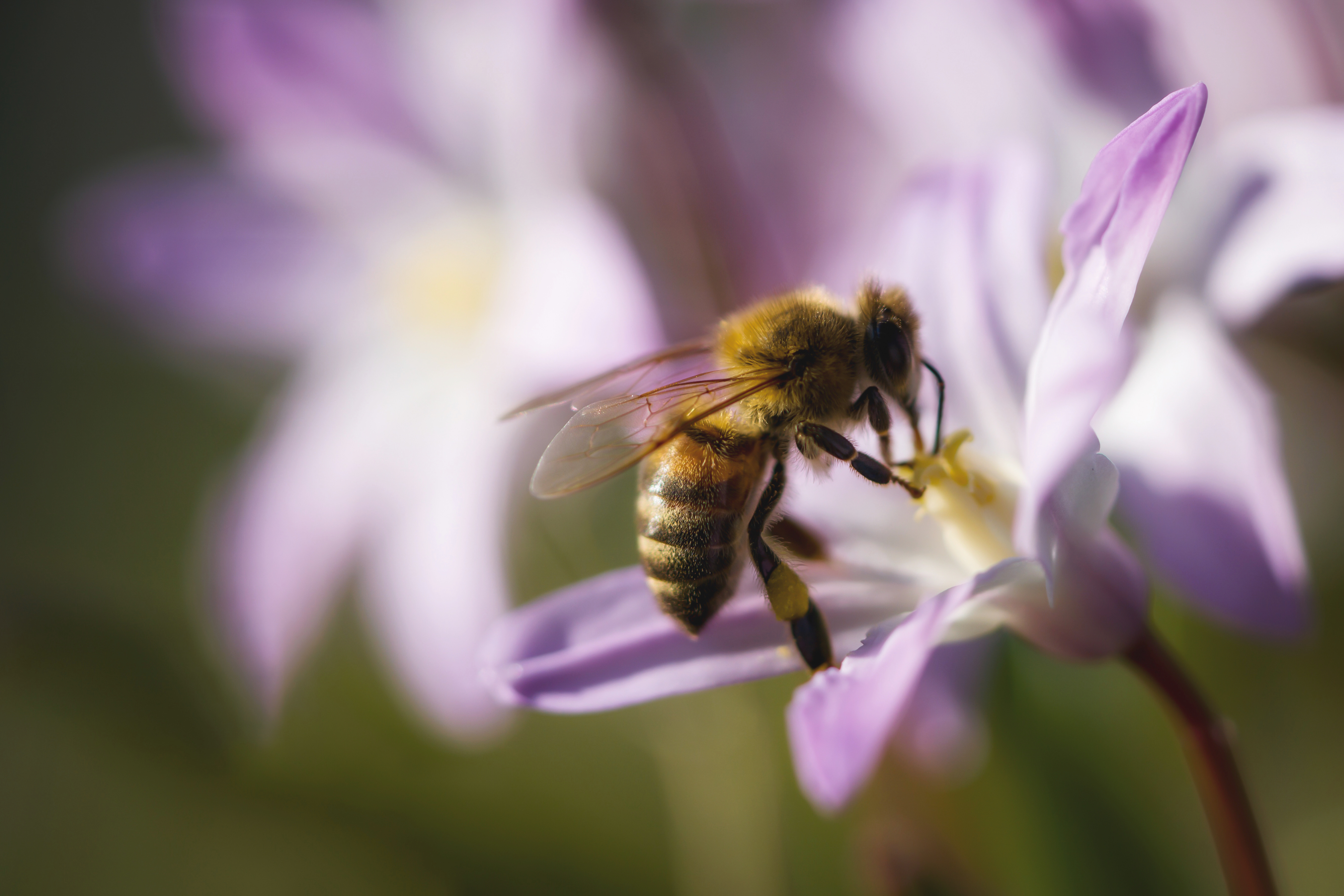 Wie schlafen Bienen?