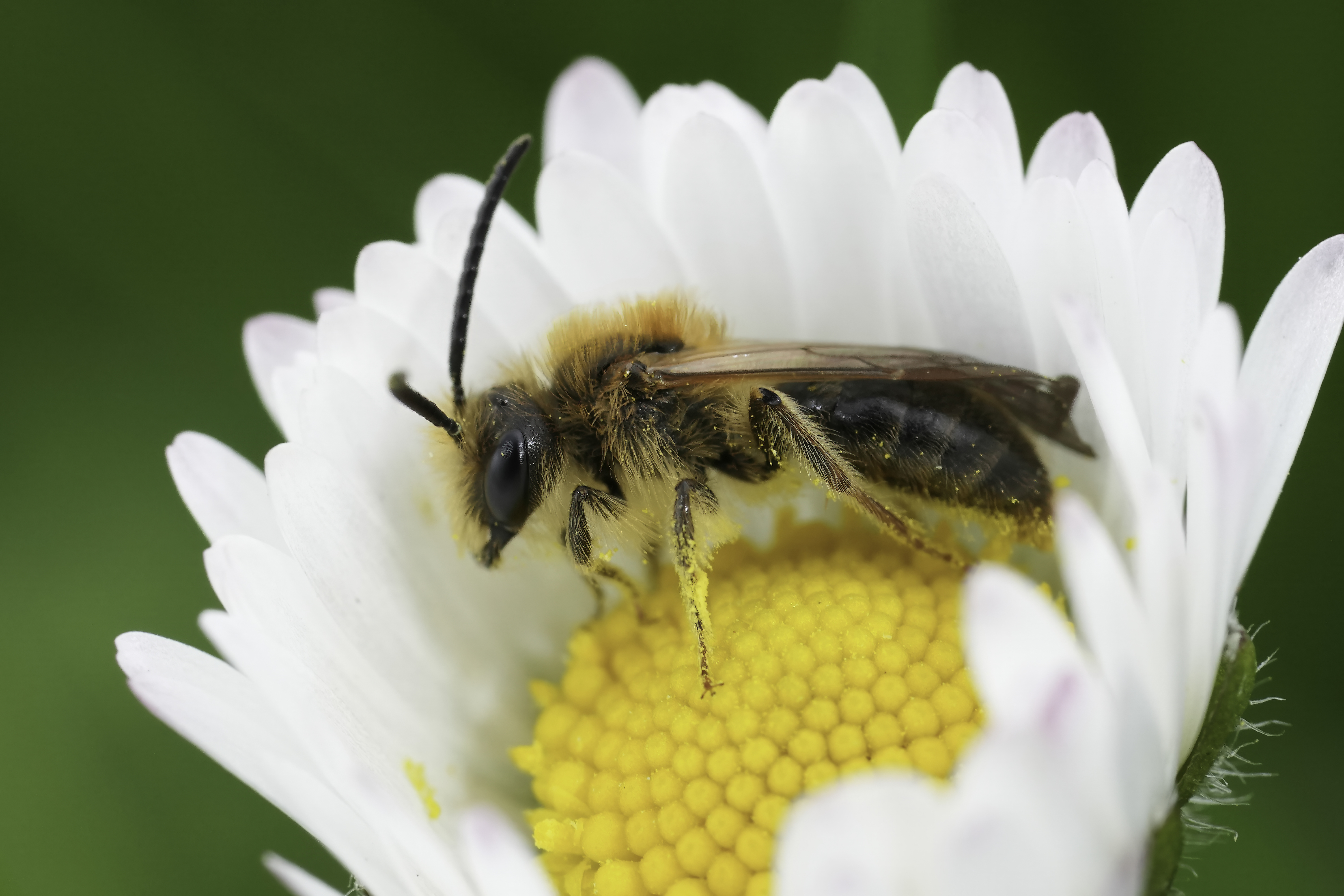Bienenschlaf